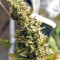 Northern Lights Seeds (Sensi Seeds)