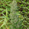 Orient Express feminized seeds