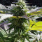 Sapphire Scout Seeds