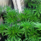 South Mountain Cheese (Xtreme Seeds)