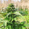 Super Skunk Autoflower (Seedstockers)
