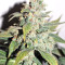 Txomango feminized seeds