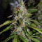 Semillas feminizadas Pro Auto Mix (Seedstockers)