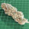 Bruce Banner # Feminized Seeds (AlphaFem Seeds)