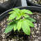 Graines de cannabis Chem OG (Female Seeds)