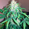 Exodus Cheese Autoflowering feminized seeds