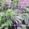 Fruit Salad strain