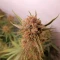 Gorilla Cookies Seeds