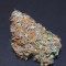 Sementes de maconha fem da Auto Northern Lights Original para venda