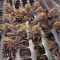 Orange Hill Special feminized seeds for sale, strain information and customer reviews