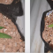 Critical Jack Herer Seeds - Cannabis Strain Seeds for Sale