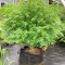 Buy Pineapple Chunk feminized seeds by Barney's Farm