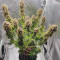 BCN Power Plant Seeds