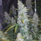 Acquista semi femminizzati Auto White Widow di Dutch Passion