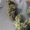 Vente de graines de cannabis White Crystal Meth Auto (Original Sensible Seeds)