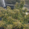 Vente de graines de cannabis Kosher Cake Auto (Fast Buds)