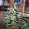 Lemon AK Seeds