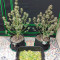 Original Auto OG Kush Seeds - Cannabis Strain Seeds for Sale