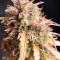 Z Auto feminized seeds for sale: information and reviews