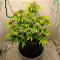 Vendita di semi di cannabis Super Lemon Haze Auto fem