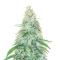 3 Bears OG Auto Seeds
