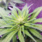 Semillas feminizadas Big Bud (Seedstockers)