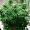 Bruce Banner Seeds