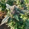Graines de cannabis Cream Auto (BlimBurn Seeds)
