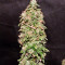 Fuel OG regular (Ripper Seeds)