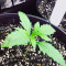 Semi Femminizzati Gelato Auto (Fast Buds)