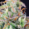 Semillas feminizadas Lemon Pie Auto (Fast Buds)