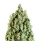 NL5 Haze Mist fem Seeds