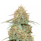 Original Auto Cheese Seeds