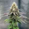 Semi femminizzati Royal Gorilla