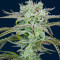 Graines féminisées de Strawberry Banana Auto (Fast Buds)