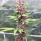 Tropicanna Poison F1 Fast Version Feminized Seeds (Sweet Seeds)