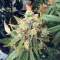 White Gold Feminized seeds