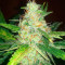Blue Dream Autoflower (Herbies Seeds)