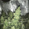 Zombie Death Fuck (BlimBurn Seeds)
