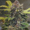 Original Auto Chemdawg Seeds