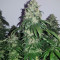 Bruce Banner strain