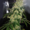 Diesel Auto Seeds