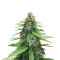 Fruit Cake Autoflower feminized seeds