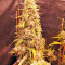 Golden Tiger Regular seeds