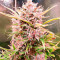 Hijack Auto feminized seeds