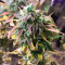 Laughing Buddha feminized seeds