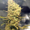 Northern Light X Skunk Seeds (G13 Labs)