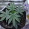 Outdoor Hurricane Seeds