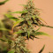 Sensi Skunk (Sensi Seeds)