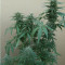 Tikal Seeds - Cannabis Strain Seeds for Sale